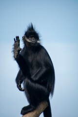 Obraz premium A François' langur raising its hand.