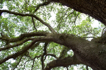 looking up at oak tree