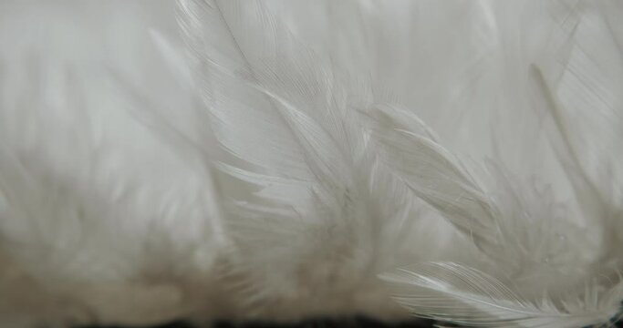 white feathers close up