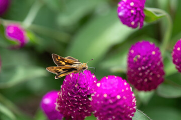 Fiery skipper (hylephila phyleus) butterfly resting on a pink flower. Close up view with detail.