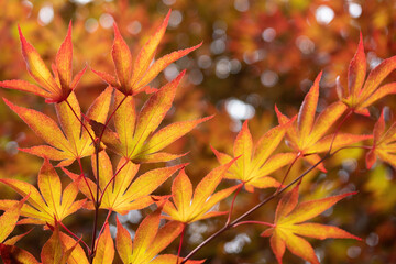 Fiery golden red Japanese Maple tree leaves with pleasing bokeh