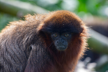 A closeup of a Coppery titi monkey.