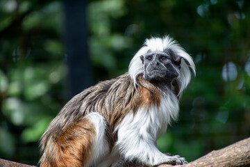 A Cotton top tamarin standing on a tree branch.