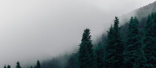 Panoramic, foggy and creepy clouds drifting through trees, Dark bluish green mountain forests...