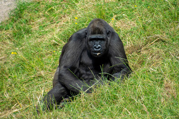 A Western lowland gorilla looking towards camera.