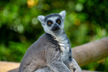 A Ring-tailed lemur looking at camera.