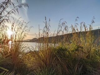 reeds at sunset