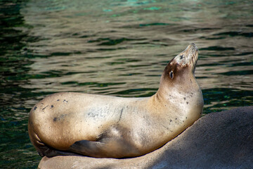 Naklejka premium A Californian sea lion resting on a rock.