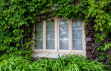 Window covered with vines  