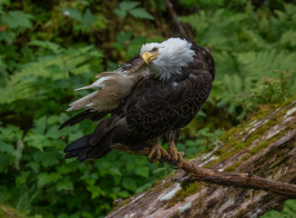 Bald Eagle Grooming, Anan Creek, Alaska
