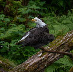 Bald Eagle Grooming, Anan Creek, Alaska