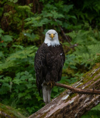 Bald Eagle Staring at Camera