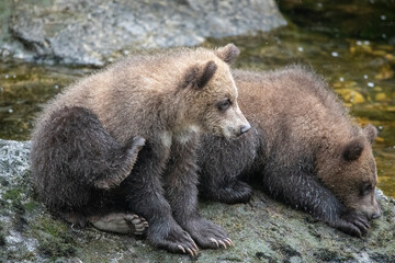 Fototapeta premium Brown Bear Cubs, Anan Creek, Waiting for Mom