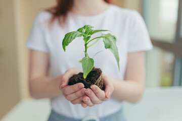 Hands of a woman in a white T-shirt holding a seedling of a flowerpot in a tree