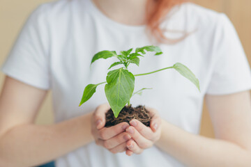 Hands of a woman in a white T-shirt holding a seedling of a flowerpot in a tree