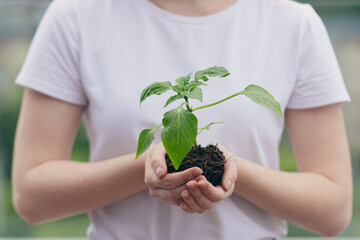Hands of a woman in a white T-shirt holding a seedling of a flowerpot in a tree