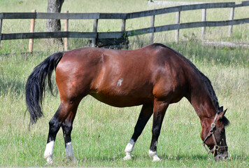 Horse in the pasture