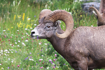 Closeup of bighorn sheep in a grassy meadow