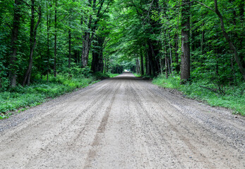 Fototapeta premium path in the woods