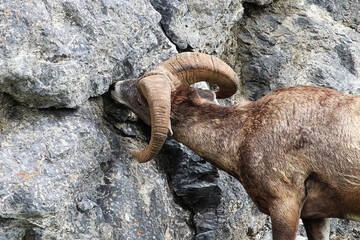 A bighorn sheep licks salt from a rock structure