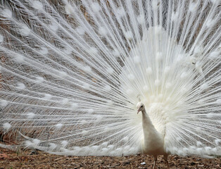 White peacock