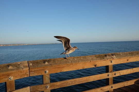 A seagull takes off from a Santa Barbara, California, pier, September 2019.