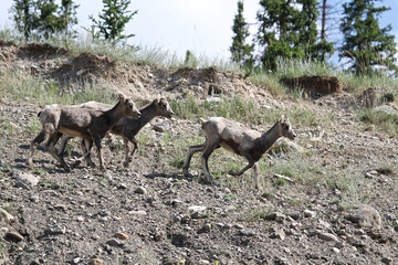 Three small bighorn sheep lambs run along a ridge