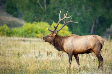 Rocky mountain bull elk during fall rut