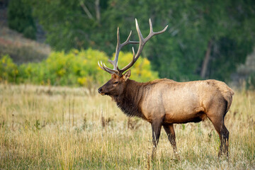 Rocky mountain bull elk during fall rut - obrazy, fototapety, plakaty