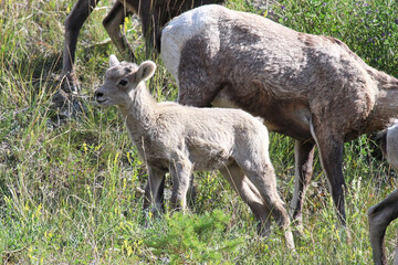 Obraz na płótnie Canvas A tiny bighorn sheep lamb beside the ewe