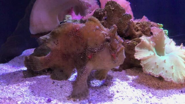 A resting frogfish demonstrates its mimicry ability to hide among its surroundings.
