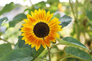 Obraz premium Seasonal background material. Summer flower sunflowers.