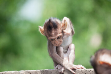 可愛いサル
