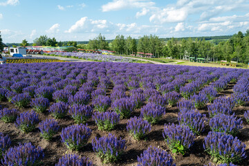 Fototapeta premium 北海道の自然のある風景 Landscape with nature in Hokkaido 