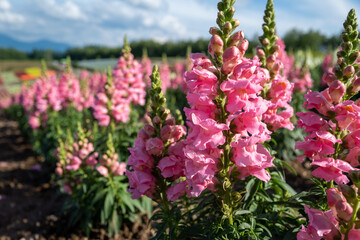 北海道の自然のある風景  Landscape with nature in Hokkaido 