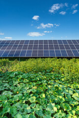 Solar panels on a solar farm under a blue sky in a backyard vegetable garden