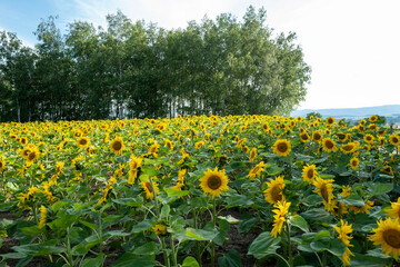 Obraz premium 北海道の自然のある風景 Landscape with nature in Hokkaido 