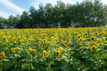 Obraz premium 北海道の自然のある風景 Landscape with nature in Hokkaido 
