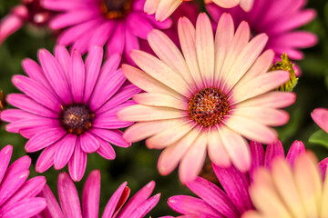 Obraz premium Colours flowers