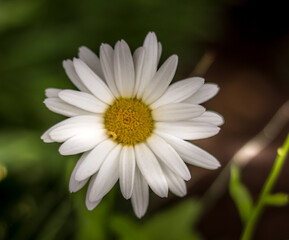 Fototapeta premium White flower in the garden.