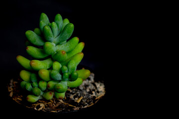 Sedum rubrotinctum o dedos de ni&ntilde;o en fondo negro