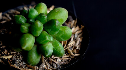 Pachyphytum compactum o planta diamante en fondo negro