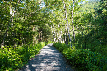 上高地ウォーキングコースの白樺（梓川右岸コース）