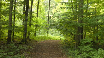 Path in the Woods. 