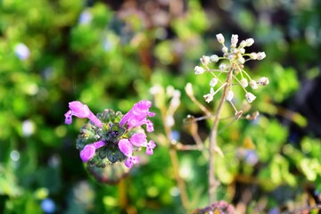 早春（ナズナとホトケノザ）
