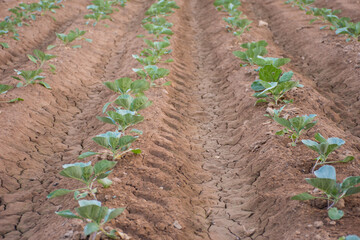 Freshly tilled orchard with potatoes in summer.