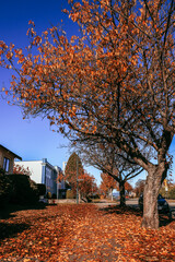 Autumn in the street.