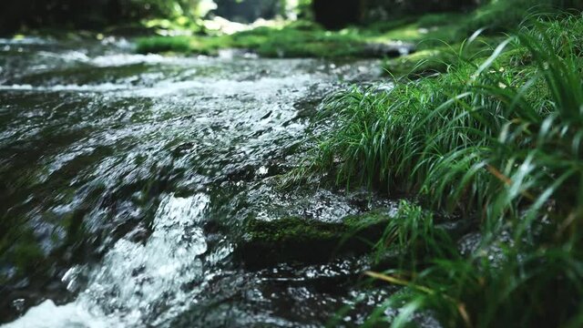 清流 きれいな水（熊本県菊池渓谷）