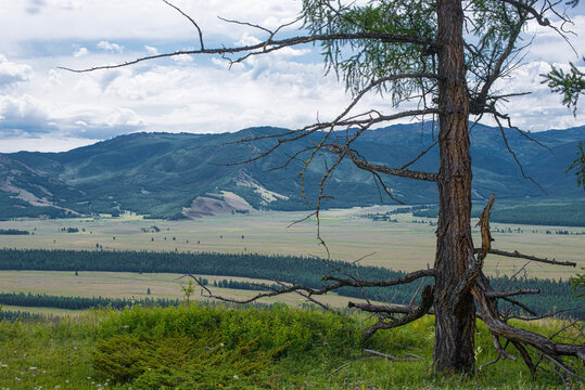 Panoramic view of plain with forest and mountains on background © photollurg