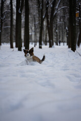 dog running in the snow